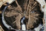 Petrified Wood (Schinoxylon) Round - Blue Forest, Wyoming #263927-1